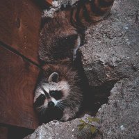 Raccoon(@Raccoon12640499) 's Twitter Profile Photo