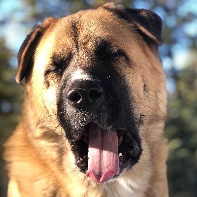 One very handsome muther floofer