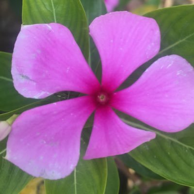 VSecularCenCom's profile picture. To anyone who has suffered, been discriminated, been abused, been hurt, we are sorry; We hope we can be better again!