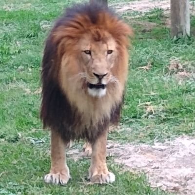 pequeitaSantil1's profile picture. 