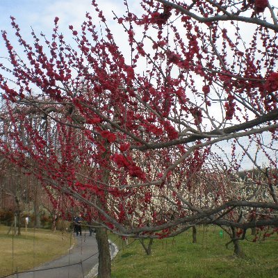 VW_victorywil's profile picture. PhD Candidate in #traumainformed #TESOL, MA in Applied Linguistics. #ESL teacher #animals #plants #refugees #InternationalEd #English #cats