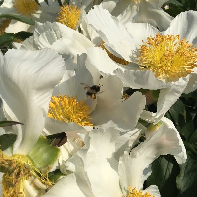 e_beeeeeee's profile picture. I follow discussions on education, inclusion, eLearning and CPD in Europe.