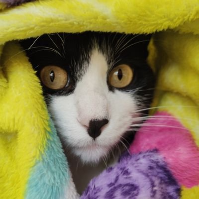 Tibios y suaves gatitos para aliviar el alma.
🐱❤️