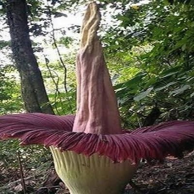 JANJISEJATI's profile picture. orang pinter itu bodoh karena kesombongannya