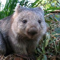 Lady Wombat 💉x6🐱🦀🥘📚🇦🇲 🏴󠁧󠁢󠁳󠁣󠁴󠁿🧶(@Wombat_standing) 's Twitter Profile Photo