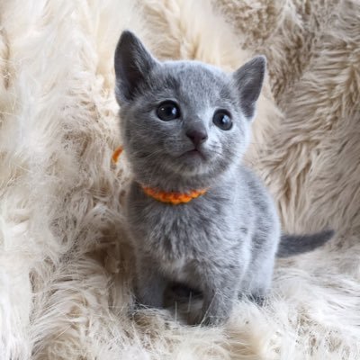 HN15157395's profile picture. MHIB/DbD▶︎夫と猫と暮らしてます。 ▶︎酒&EDM&King Gnu&藤井風好き▶︎へっぽこオバハンター&サバイバーです！▶︎完全なるエンジョイ勢▶︎サークル【BOOST】でお世話になってます▶︎無言フォロー失礼いたします。  #feelanywher