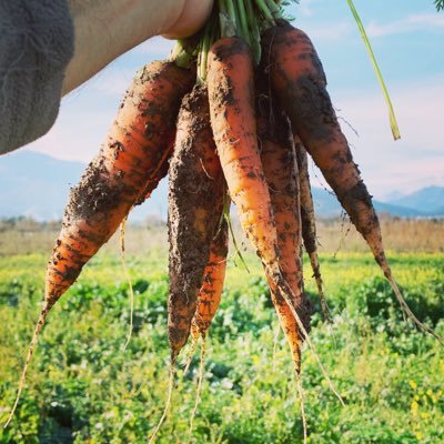 Pratali_Corsica's profile picture. Exploitation agricole de fruits et légumes AB, huile d’olive AOP. Militants d’une agriculture durable