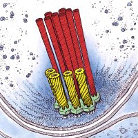 Pilhofer Lab (@pilhoferlab) 's Twitter Profile