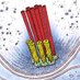 Pilhofer Lab (@pilhoferlab) Twitter profile photo Pilhofer Lab (@pilhoferlab) Twitter profile photo