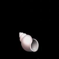 🐚さんのプロフィール画像