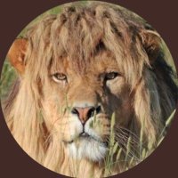 BrokHaus (@dbroked) 's Twitter Profile