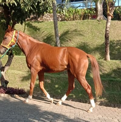 Av25435534's profile picture. sange