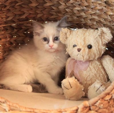 6yr old bicolor Ragdoll. Love my humans. Scared of pretty much everything else. Proud member of #floofclub