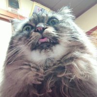 KO (@marckoki) 's Twitter Profile