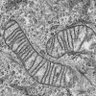 LabPrudent's profile picture. MitochondrialCell Biology group at @MRC_MBU and @Cambridge_Uni. We study Mitochondrial Cell Biology, Dynamics and Contact Sites. All tweets are from Julien.