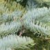 ForesTree Biology Group (@mackay_lab) Twitter profile photo ForesTree Biology Group (@mackay_lab) Twitter profile photo