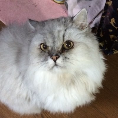 Dr_Shizuku's profile picture. 常識を取り戻そう！！日本保守党員。素晴らしい日本を守りましょう。 バナーは道民🇯🇵絵師@InfoGetter2022 さん配布物。趣味アカウントなので可愛い生き物とゲームと映画などの発信もします。保守党支援者様のフォローバック指針：私の考えと一致する方。なにとぞご理解ください。生成AI反対。