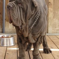 neapolitanpuppy (@neapolitanpuppy) 's Twitter Profile