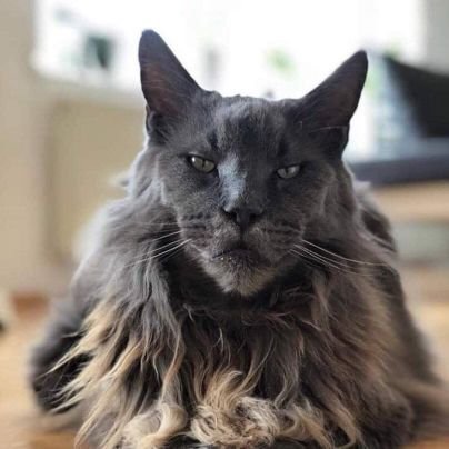 El gato de la foto no es mio. No se como se llama ni donde vive. Solo le envidio su cabellera.