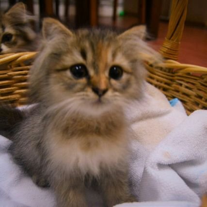 sharifahnabilla's profile picture. 