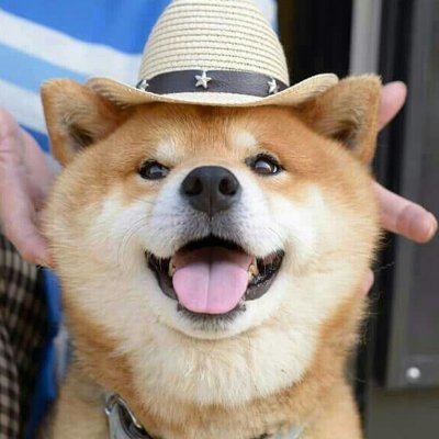 Cute Shibas Cuteshibas Twitter Cute Shibas Cuteshibas Twitter
