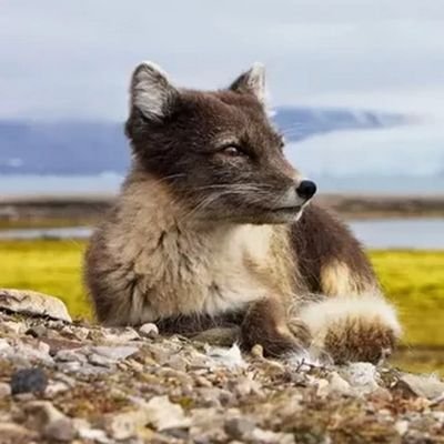 Just a little fox | Zasteklit' club | Nuclear optimist | Techo-romantic | Chemical scout |