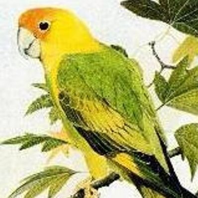 SLodge116's profile picture. The official twitter page of Santee Lodge 116 proudly serving the Pee Dee Area Council, Florence, SC, since 1938 !