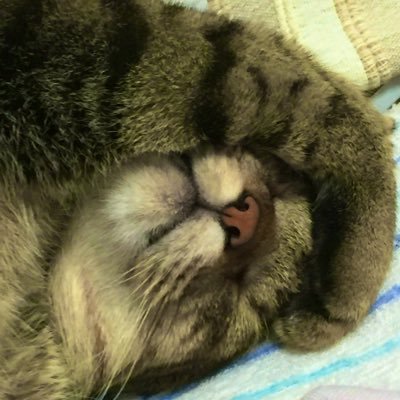 hibikorevoyaki's profile picture. コロンボ警部に追及されてみたい