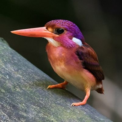 Phoenixash20001's profile picture. Ⓐ // anti-fascist // insurrectionary // ACAB


                     🌈 Trans rights are human rights🌈

               (engaged, PhD/Ma, veteran, atheist 🔯)