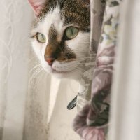 MonkoTiger (@tigermonko) 's Twitter Profile Photo MonkoTiger (@tigermonko) 's Twitter Profile Photo