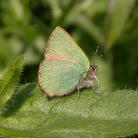 Ipswich golf club ecology page (@igcecology1) 's Twitter Profile Photo Ipswich golf club ecology page (@igcecology1) 's Twitter Profile Photo