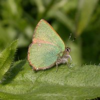 Ipswich golf club ecology page(@igcecology1) 's Twitter Profile Photo