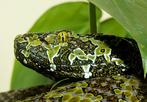 joncharb's profile picture. 