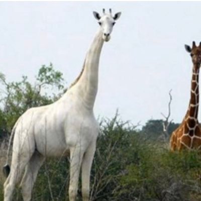 bradygrl61's profile picture.