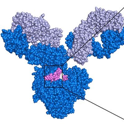 We study immunity to viral pathogens and the many ways that antibodies can mediate immunity or disease. Laboratory of human antibody biology. @StanfordMed