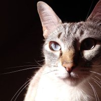 Santi the Cat(@SantitheCat1) 's Twitter Profile Photo