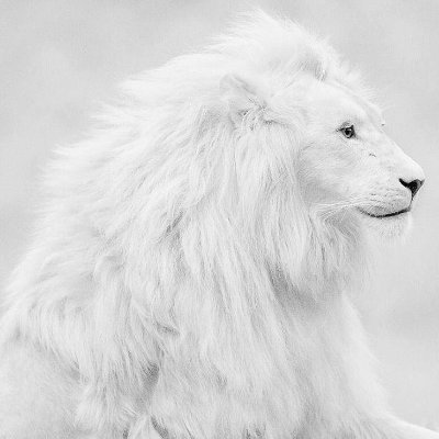 sisizareo's profile picture. 北陸人
宜しくお願いします