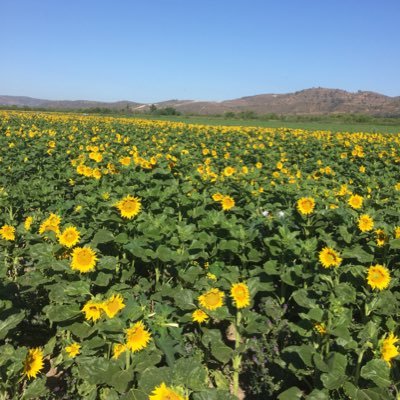 granjerochileno's profile picture. 