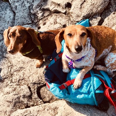 Dachshunds, mysteries, adventures, comedy & Michigan’s beauty. Ginger & Rocco are enjoying life’s journeys on the heels of their human Mommy. 🌈 RIP Woodzy 🌈