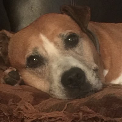 BonnieRispin's profile picture. I am a nurse. I am a conservative. I am a pit bull mama. I am blessed. ✝️ 🇺🇸 #MAGA #KAG