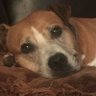 BonnieRispin's profile picture. I am a nurse. I am a conservative. I am a pit bull mama. I am blessed. ✝️ 🇺🇸 #MAGA #KAG