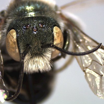 osmia68 Profile Picture