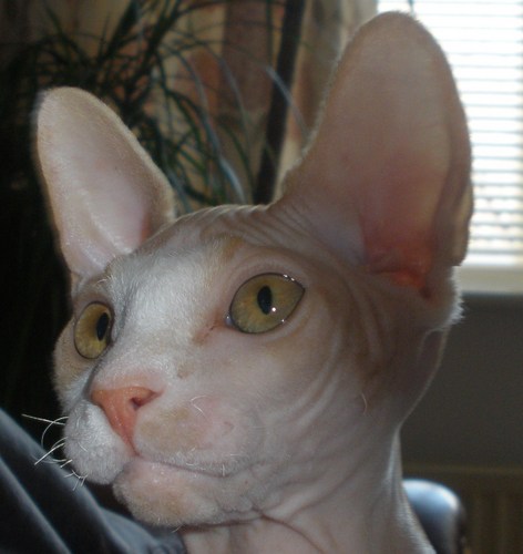 CatSphynx's profile picture. 
