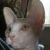 Cat Sphynx (@catsphynx) Twitter profile photo