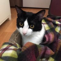 쏘닉이 (@sooooooooonic) 's Twitter Profile