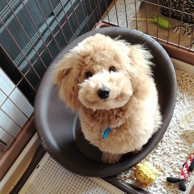 Twitterの事がまだまだ分からず、皆さんに迷惑かけてます。今後もよろしくお願いします。100万円当選おめでとうって言ってきてもいつまでも振り込まれないって事は騙されてる！ショック🤯