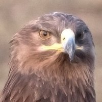 AFA-India (@afa_india) 's Twitter Profile Photo