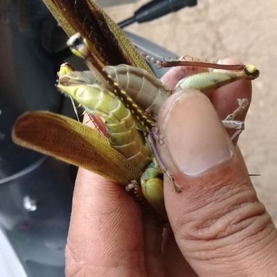 IqbhalRosyid's profile picture. plecekan