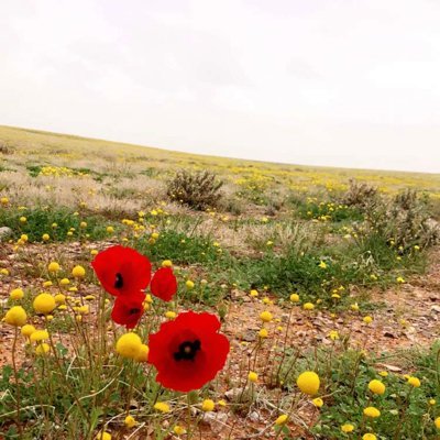 A_Alfuhaid's profile picture. 