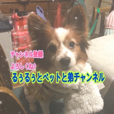 #YouTube #日常 #爬虫類女子 #赤ちゃん #Baby #dog #Gレトリバー #パピヨン #チワワ #デグー #Fラット #Cスネーク #クレス #レオパ 等を週3以上YouTubeに動画upしてます!チャンネル登録お願いします♪基本的にるぅるぅ家の日常や日々の成長をお届けしてますw無言フォローすみません!